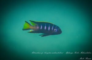 Metriaclima melissa 'Matambukira Rocks'